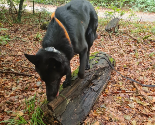 IMG-20220831-WA0008-495x400